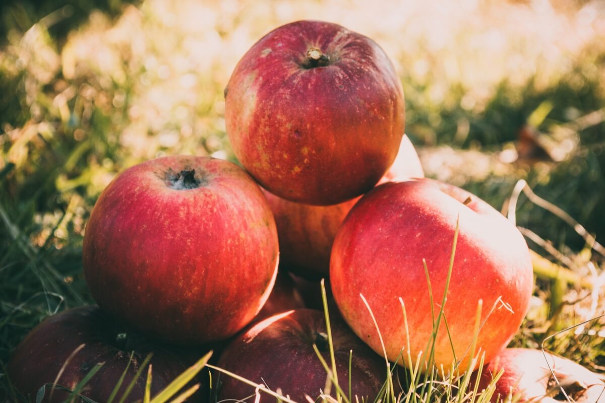 Laura Blog - Reasons to Love Fall 2019 - Apples
