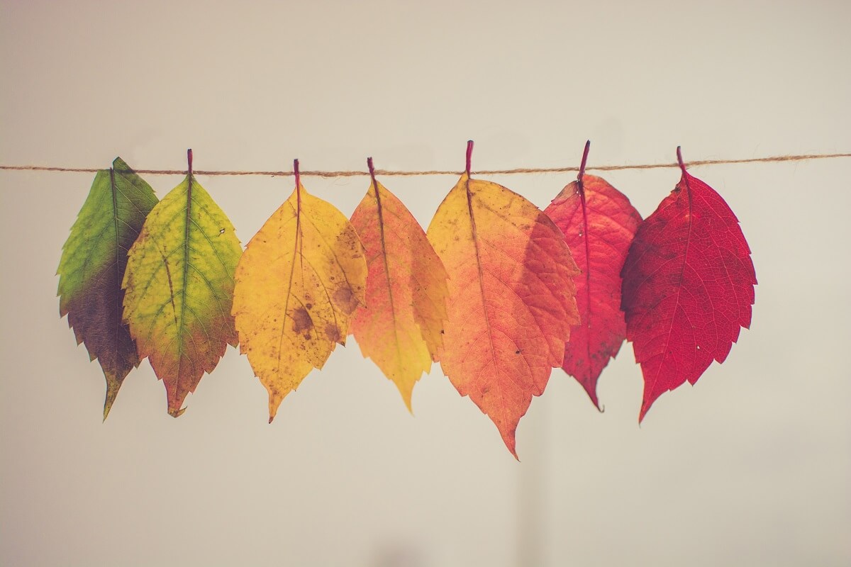 Blogue Laura - Quelques raisons d’aimer l’automne 2019 - Feuilles colorées