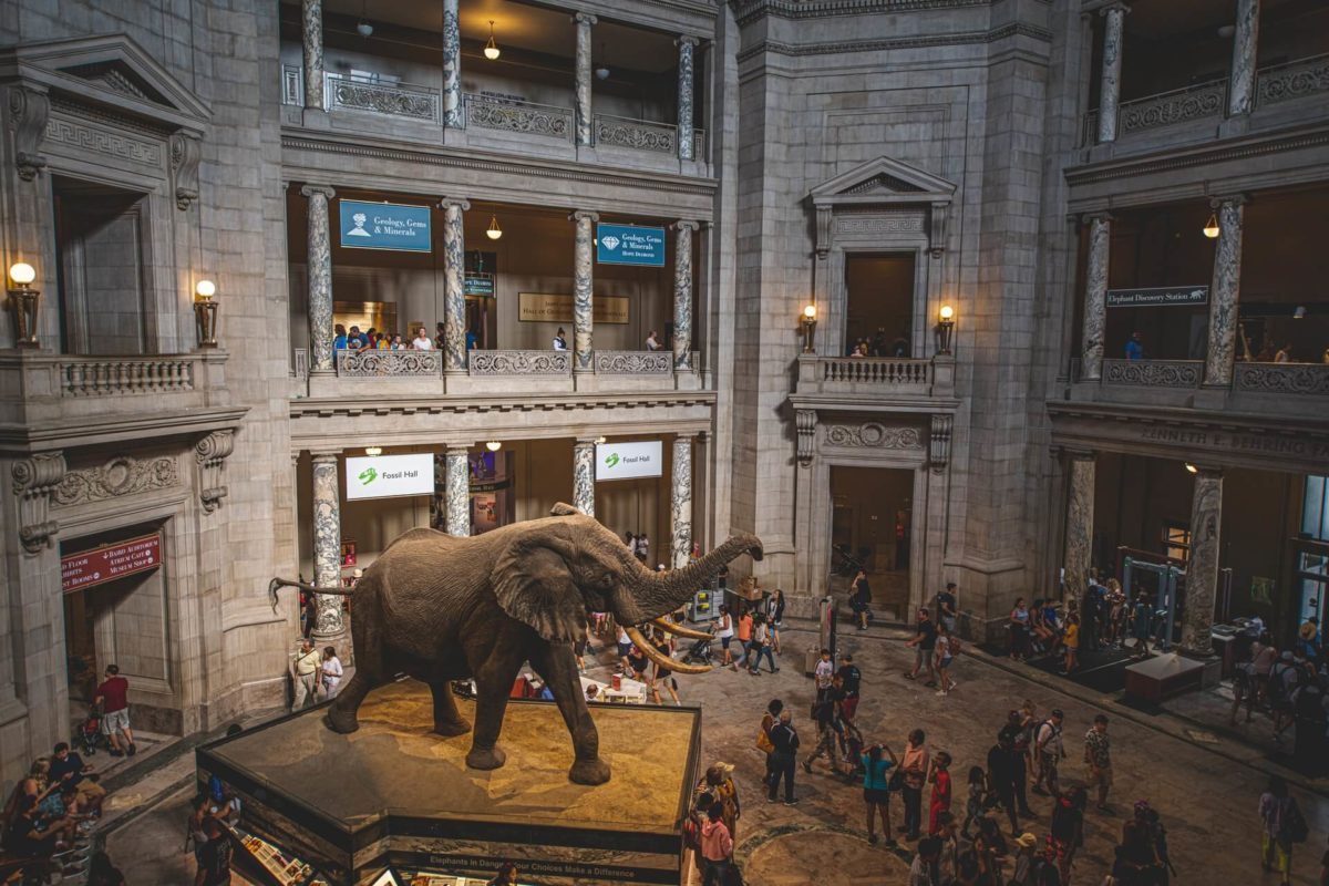 An elephant statue in the main rotunda of the Smithsonian National Museum of Natural History.
