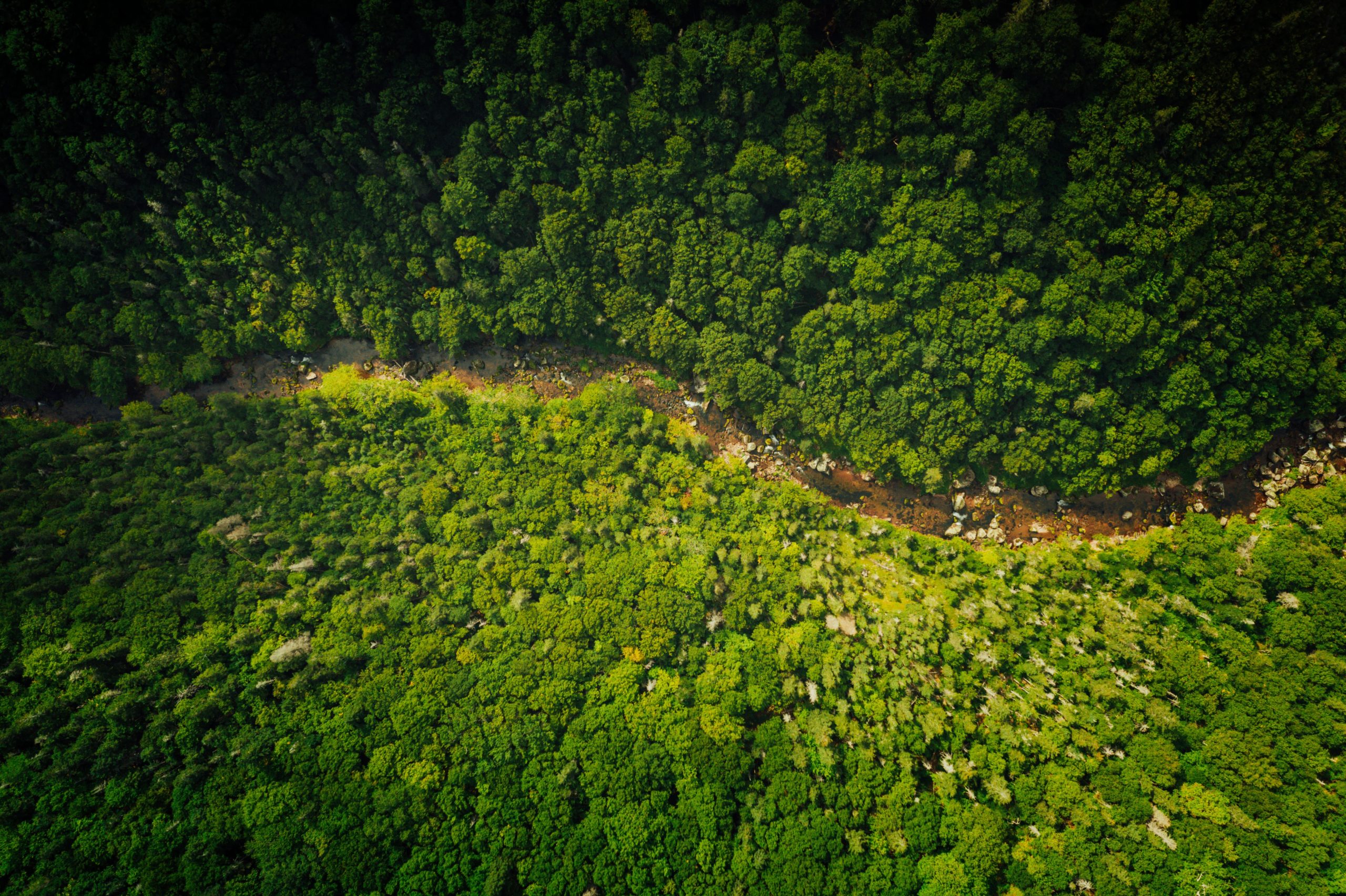 Vue aérienne de la forêt et du chemin sinueux